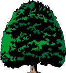 Tree Care 1