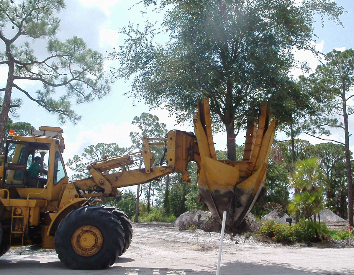 dte Winter FL Park trees, remove will